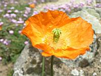 Papaver Atlanticum (fam. Papaveracees) (Europe meridionale) (03) (Photo F. Mrugala)